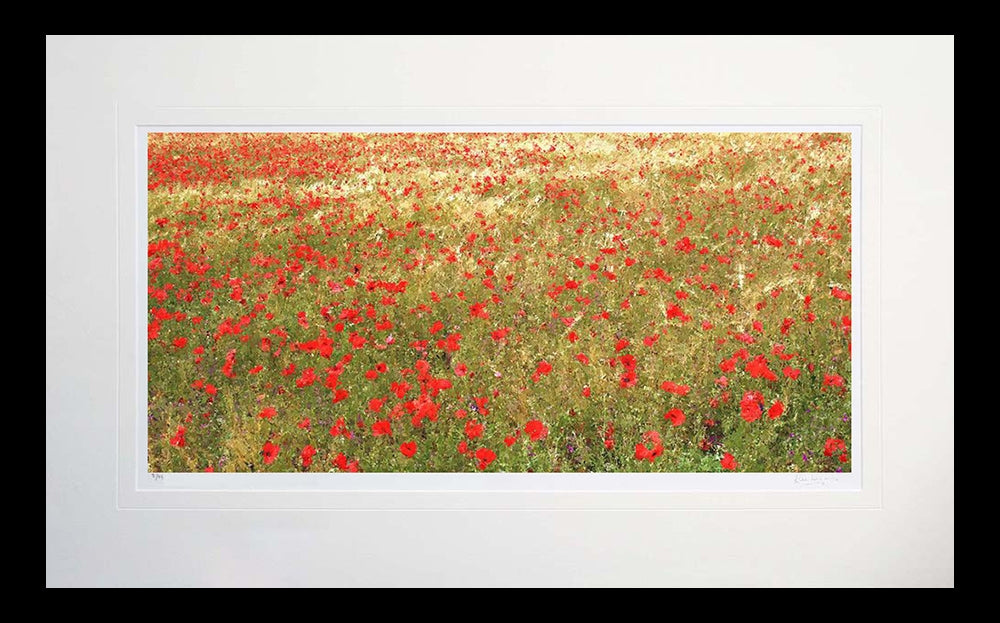 Other - Poppies In Gold Flat Black Frame