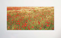 Other - Poppies In Gold Unframed 71x45
