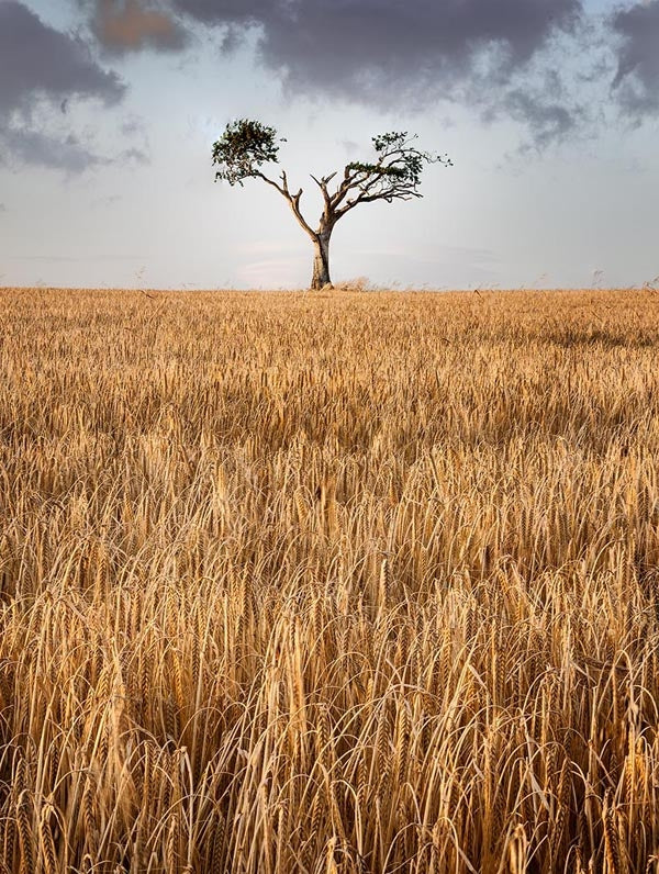 Co Down - Rihanna Tree I Unframed