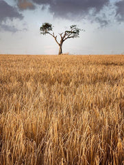 Co Down - Rihanna Tree I Unframed