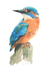 Animals Bird - Kingfisher Unframed