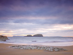 Sheep Island Unframed