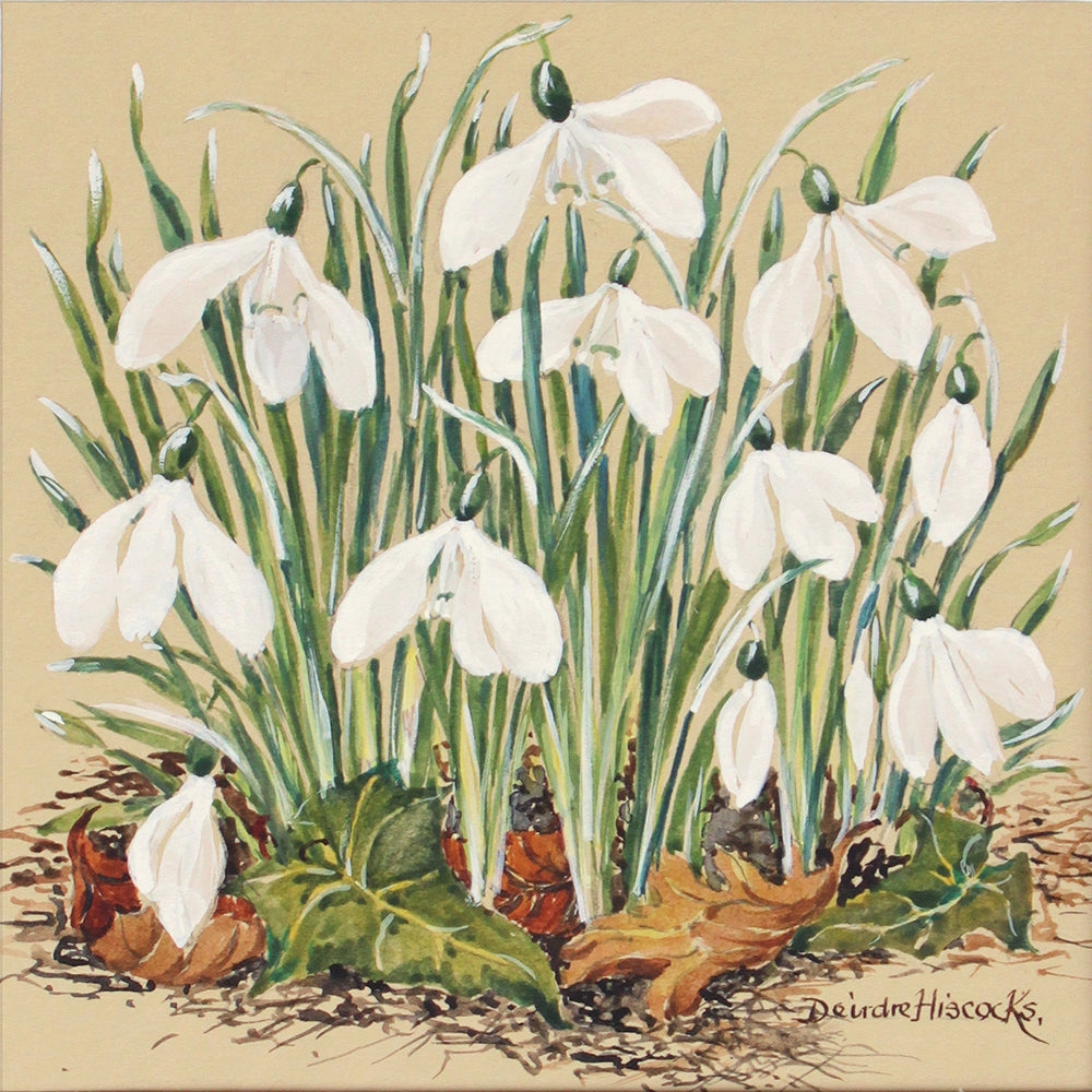 Snowdrops II