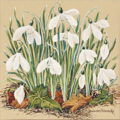 Snowdrops II
