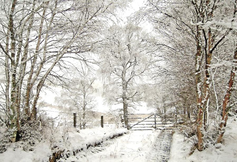 Other - Snowfall in the Birchwood