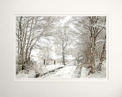 Other - Snowfall in the Birchwood Unframed 60x47.5