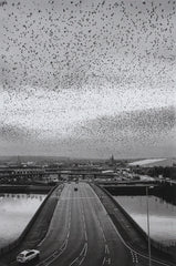 Digital Print - Starlings 1997