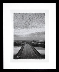 Digital Print - Starlings 1997