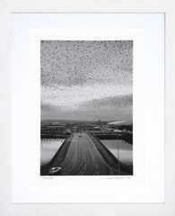 Digital Print - Starlings 1997