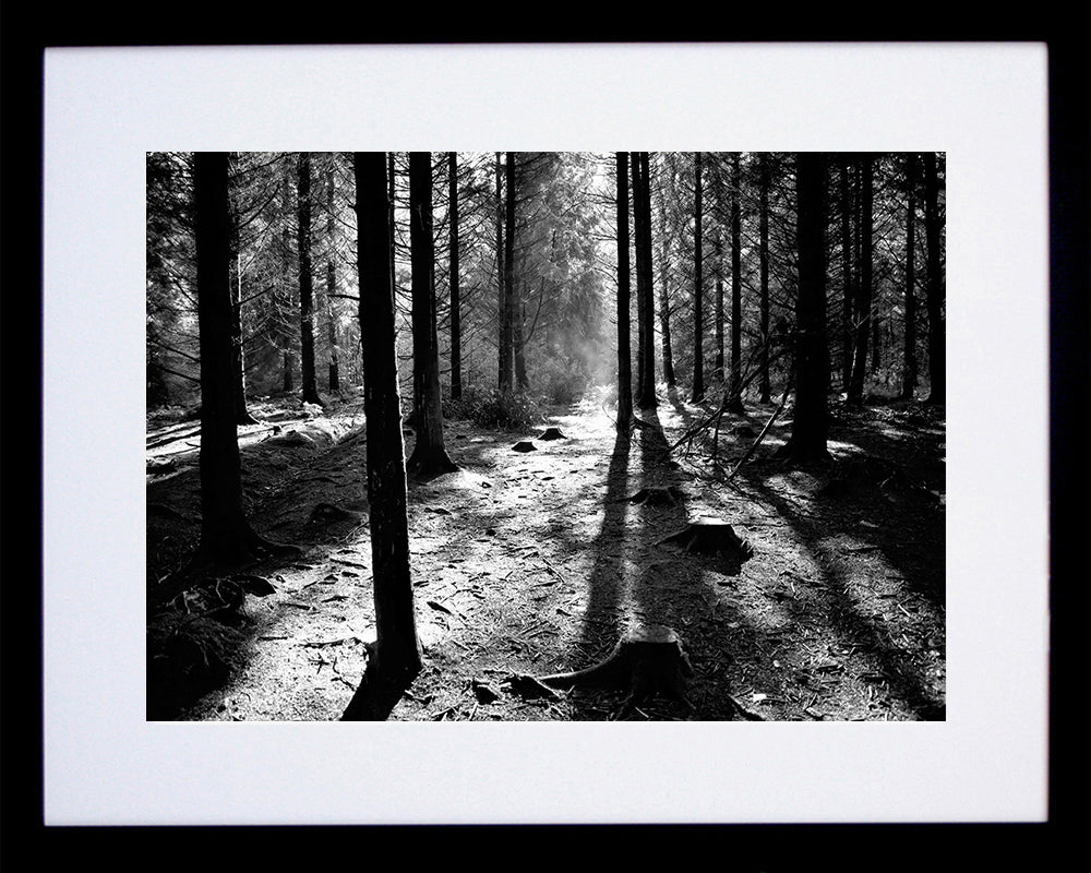 Co Down - Sunrays - Hillsborough Forest Park - Black Box Frame