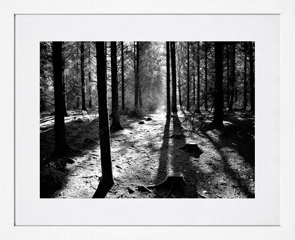 Co Down - Sunrays - Hillsborough Forest Park - White Box Frame