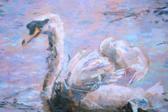 Swan