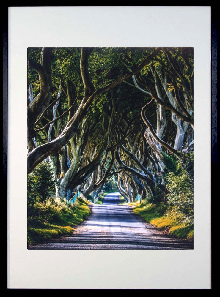 Dark Hedges Black Frame 40x50