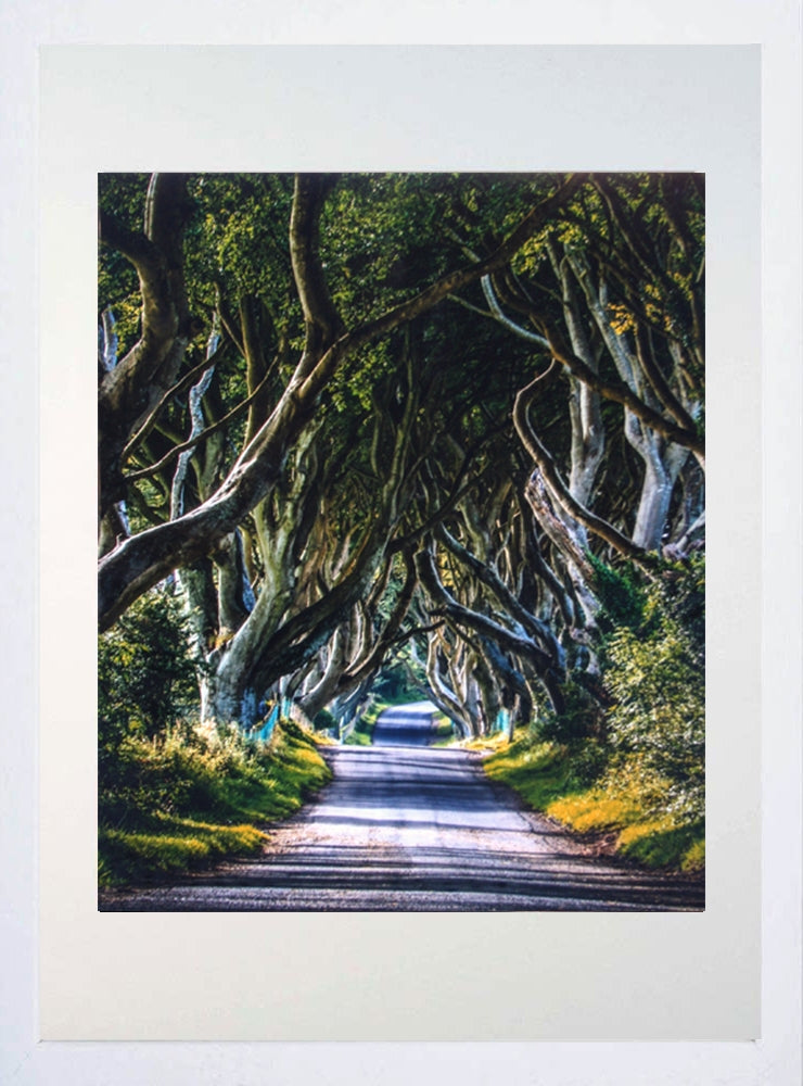 Co Antrim - Dark Hedges Frame White 40x50