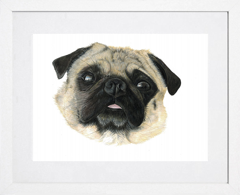 The Stare, Pug White Frame