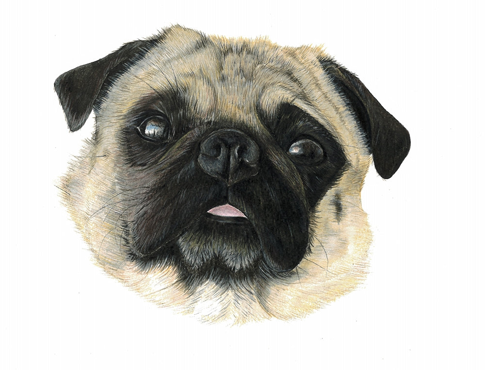 The Stare, Pug Unframed