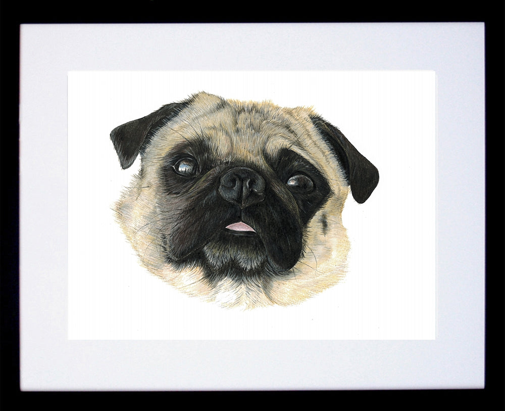 The Stare, Pug Black Frame
