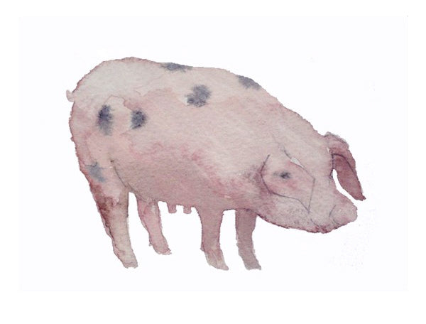 Animals Pig - This Little Piggy Unframed
