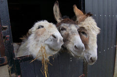 Other - The Three Amigos Unframed