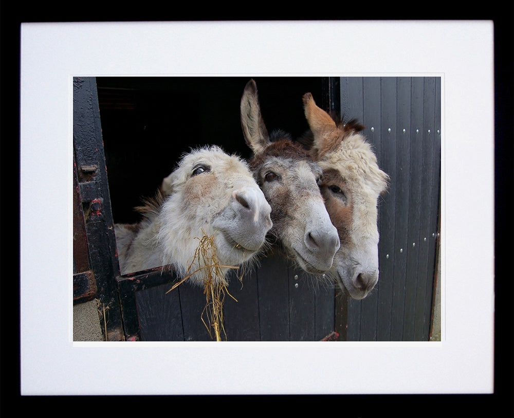 Other - The Three Amigos Framed