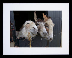 Other - The Three Amigos Framed