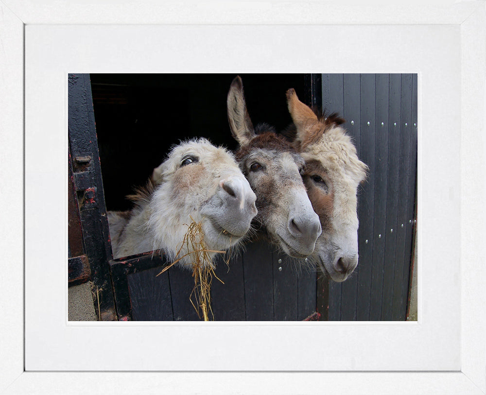 Other - The Three Amigos Frame White