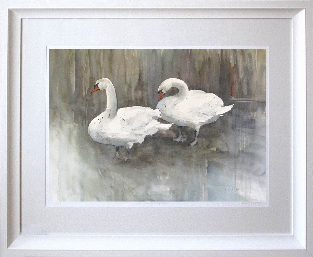 Two Swans, Lagan Towpath Framed