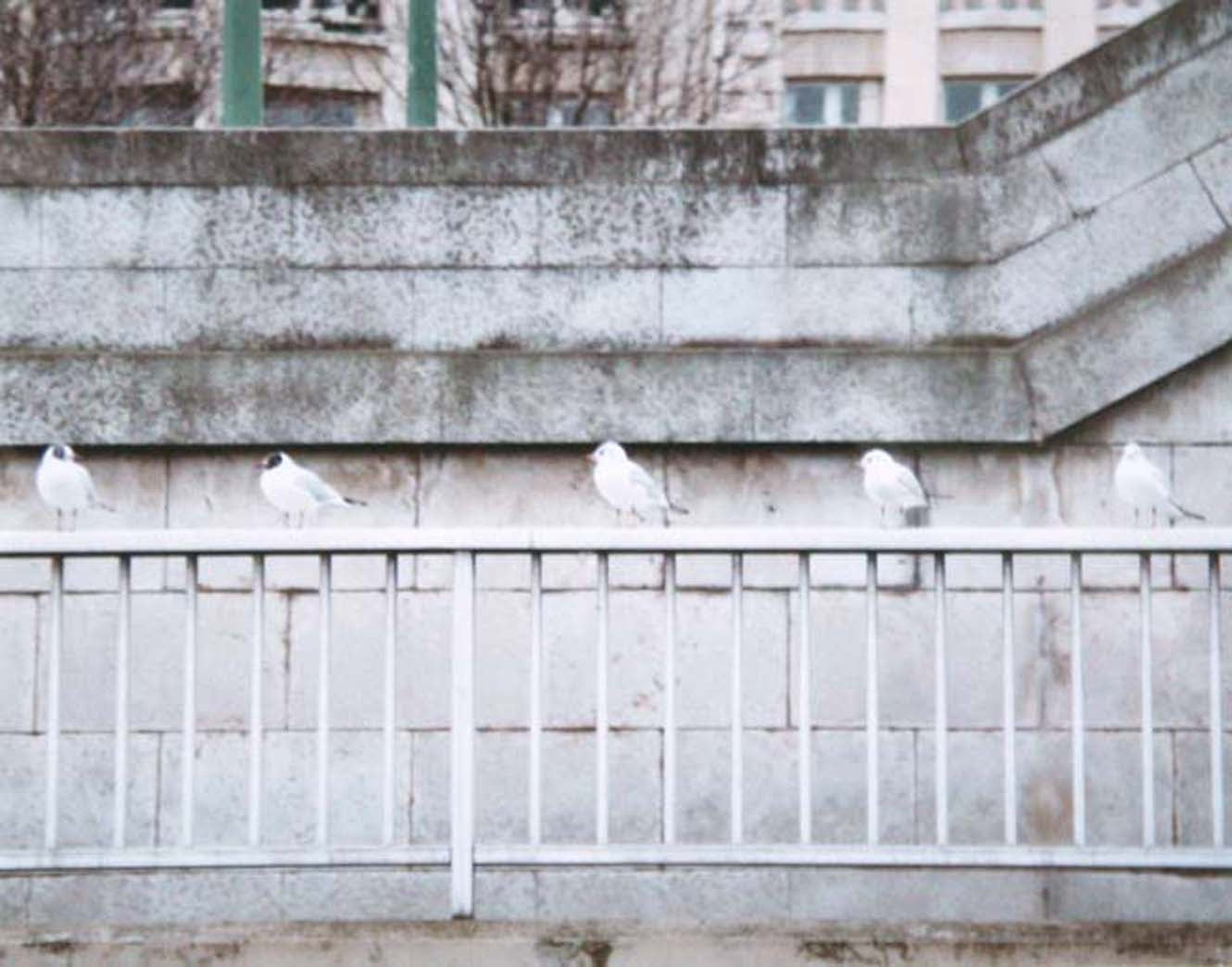 Paris In White - Birds In A Row Unframed