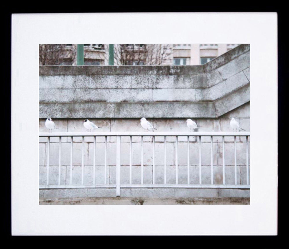 Paris In White - Birds In A Row Framed