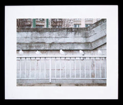 Paris In White - Birds In A Row Framed