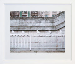 Paris In White - Birds In A Row Frame Black