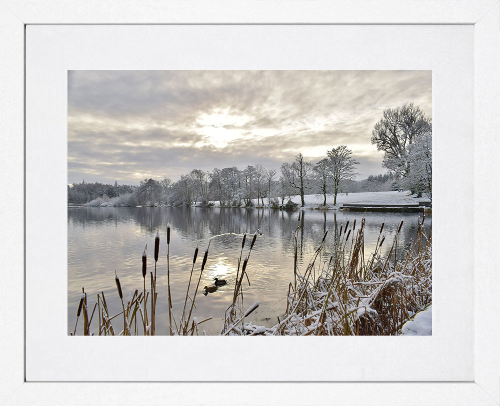 Co Down - Winter - Hillsborough Forest Park - White Box Frame