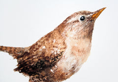 Animals Bird - Wren