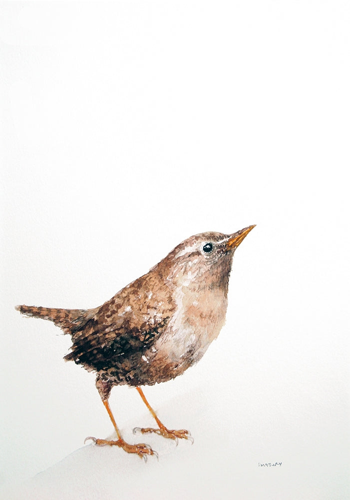 Animals Bird - Wren Unframed