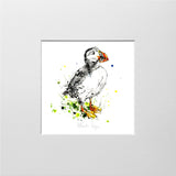 Print Open Edition Animals - Atlantic Puffin