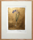 The Lost Words - Bluebell Premium Edition - Limited Edition
