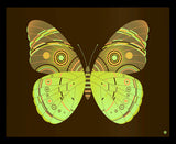 Forest Owl Moth - Limited Edition