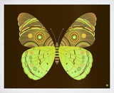 Forest Owl Moth - Limited Edition