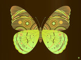 Forest Owl Moth - Limited Edition