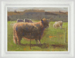 Highland Cattle at Kearney