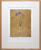 The Lost Words - Bluebell - Limited Edition