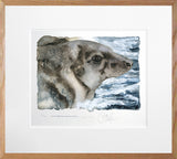 The Lost Spells - Grey Seal - Limited Edition