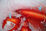 Lobster