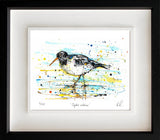 Print The Ireland Collection - Oystercatcher - Limited Edition