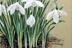 Snowdrops 5