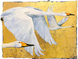 The Book Of Birds - Whooper Swan - Premium Edition