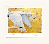The Book Of Birds - Whooper Swan - Premium Edition