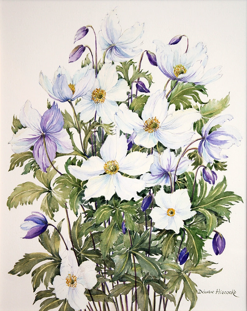 Anemone - Wild Swan