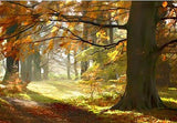 Co Down - Autumn Glade Clandeboye