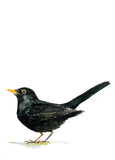 Animals Bird - Blackbird Unframed